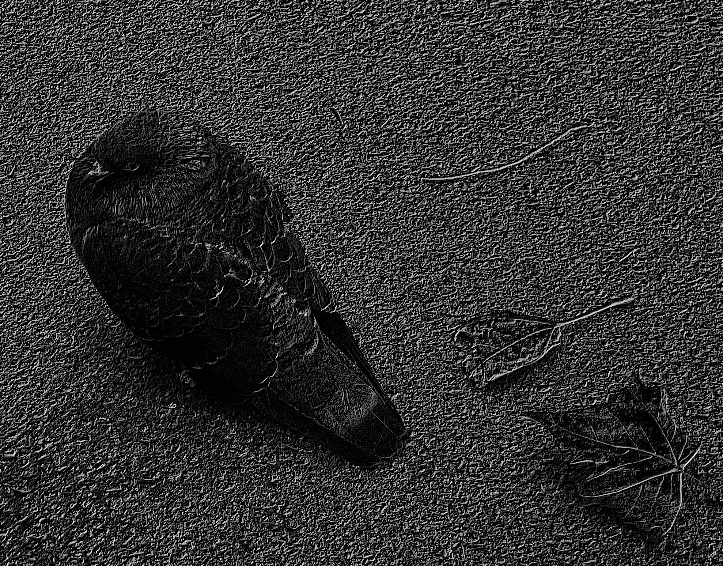 Wings of Inspiration
