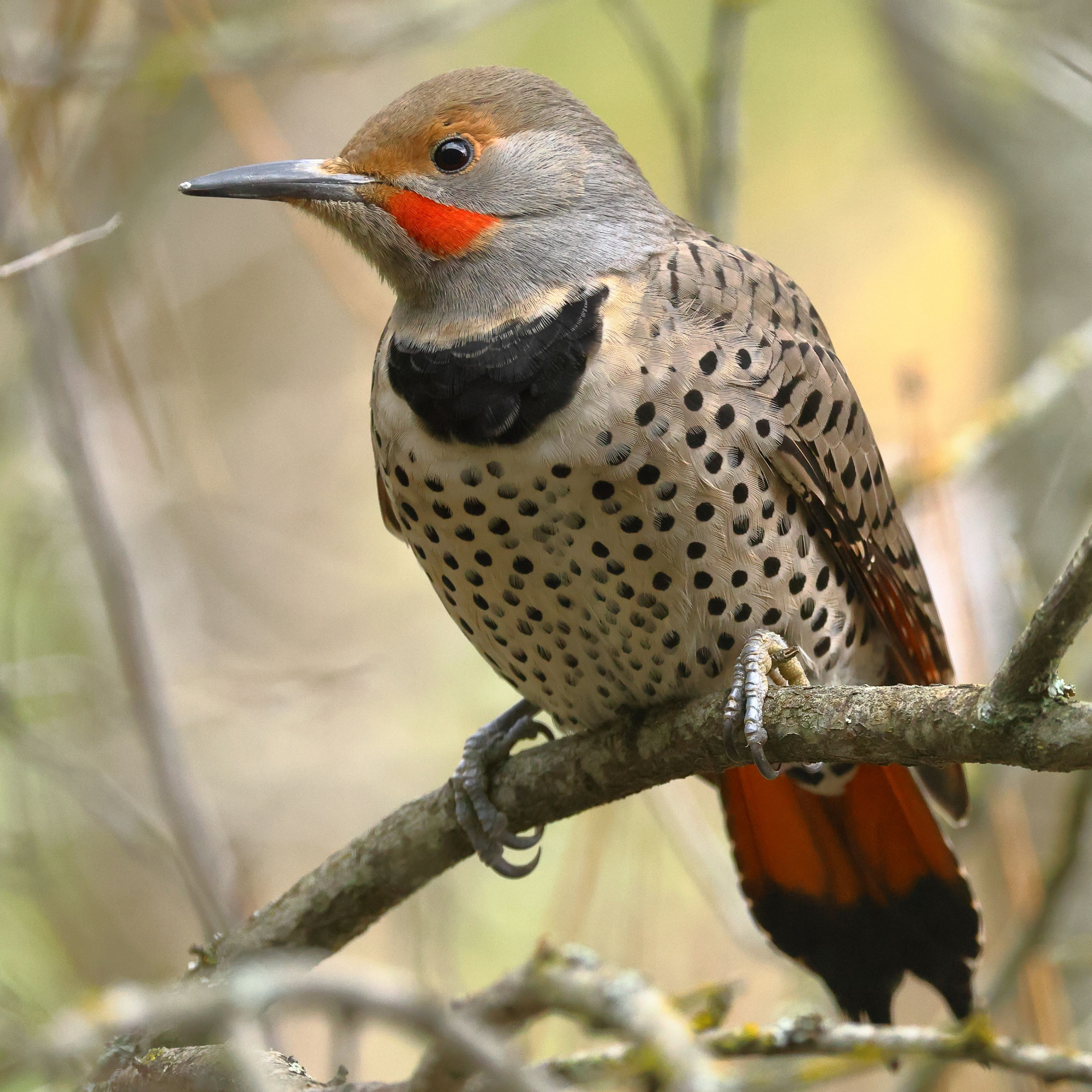 Northern Flicker