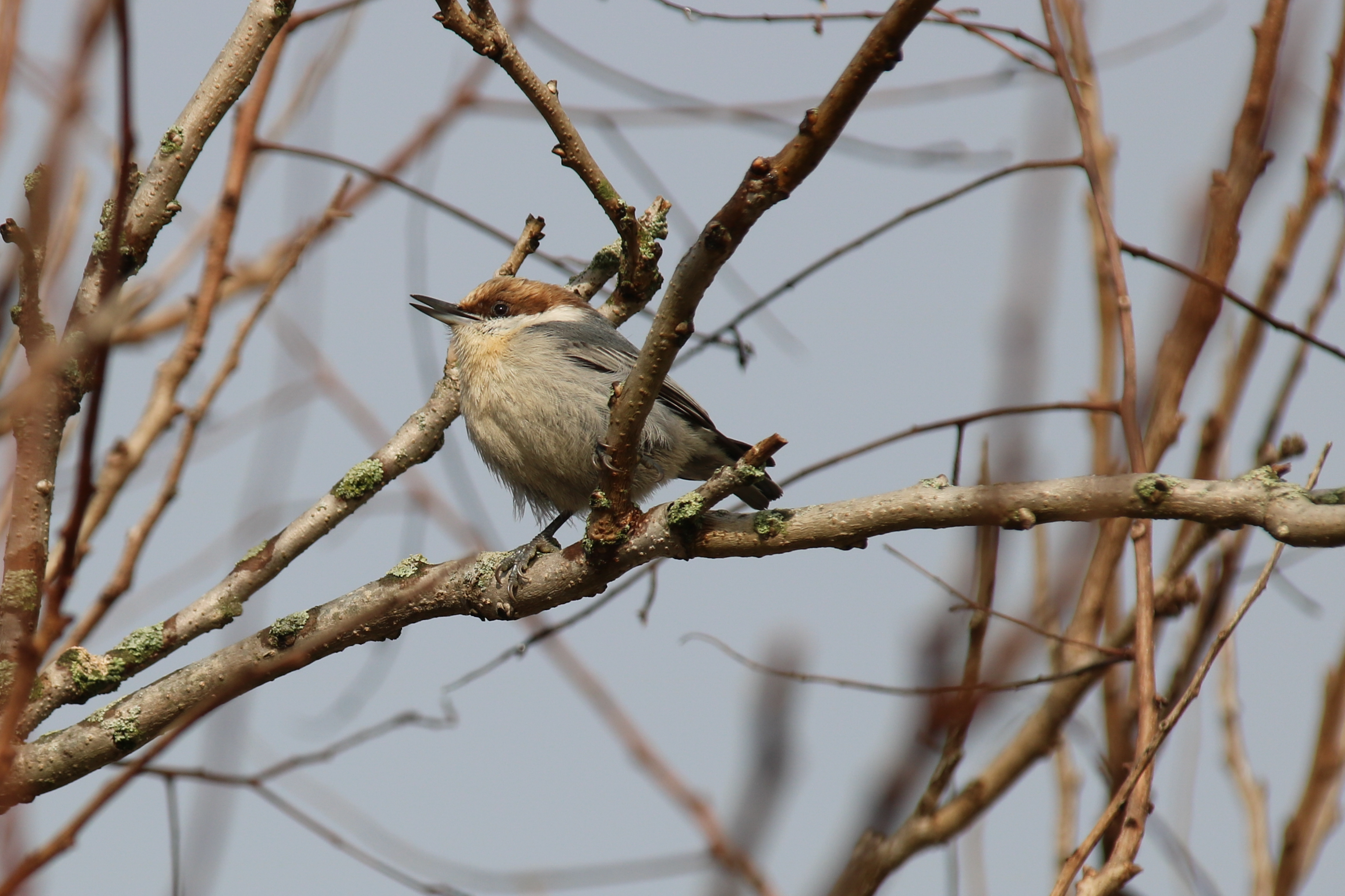 Brown-headed Nuthatch