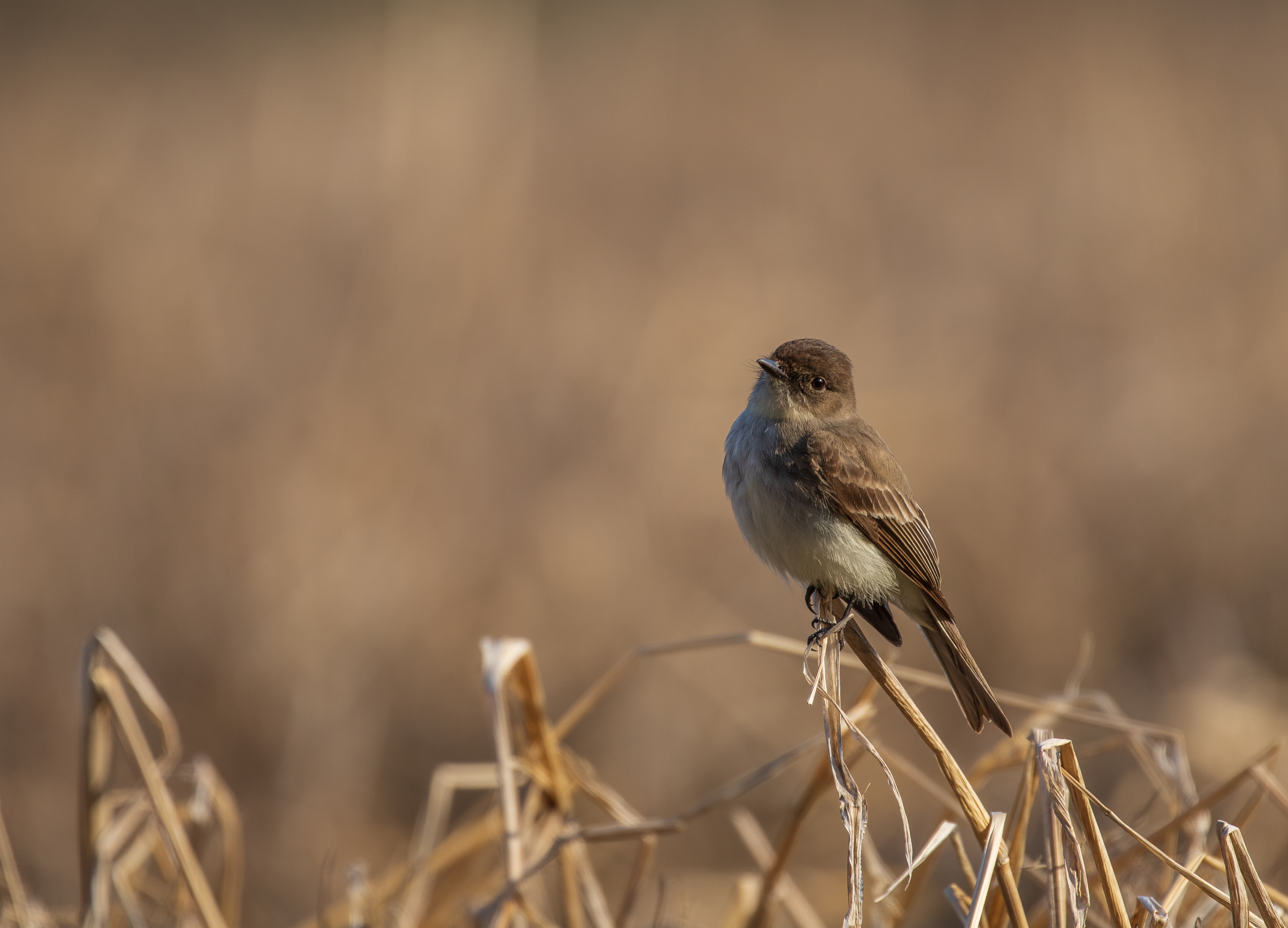 Eastern Phoebe