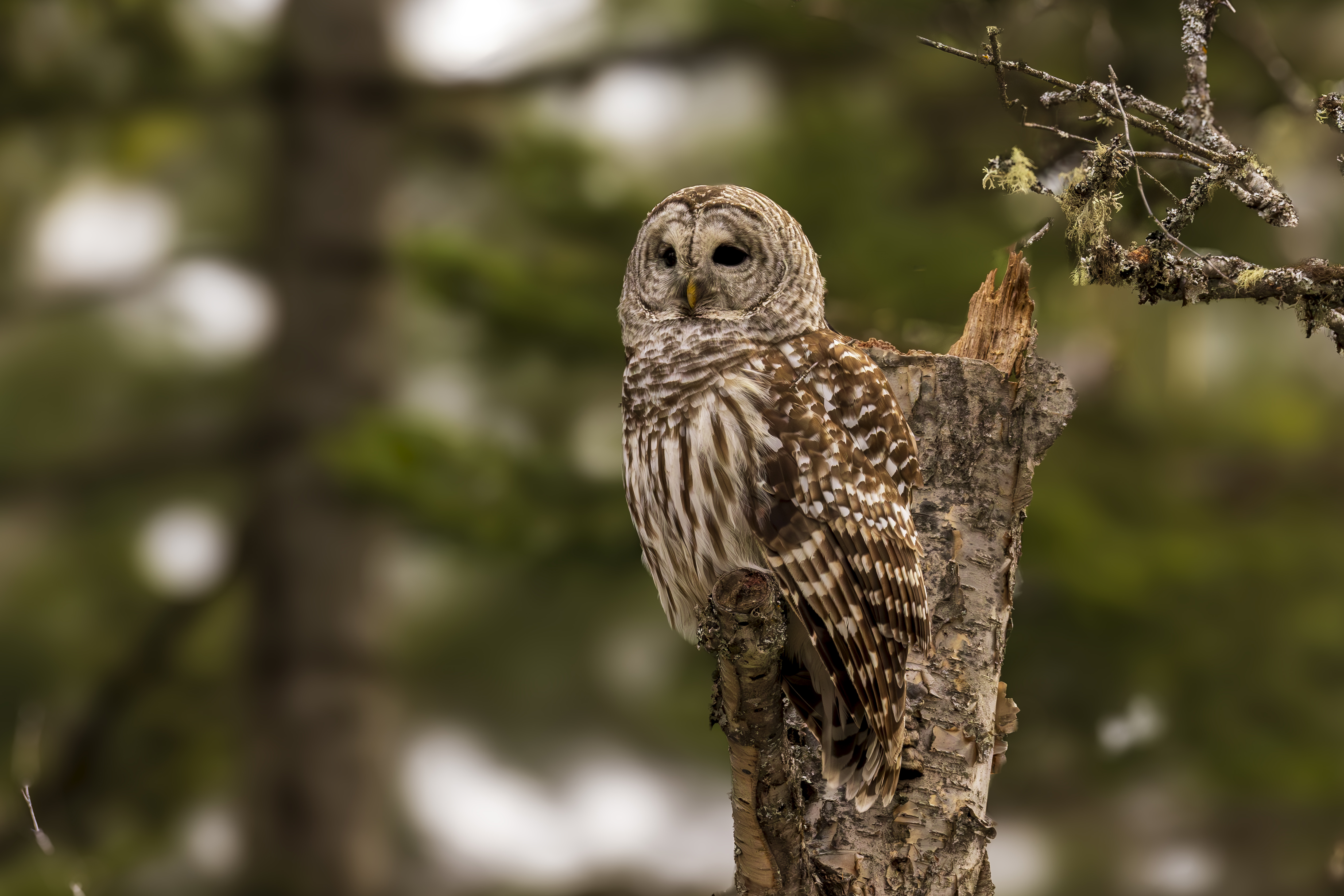 Barred Owl