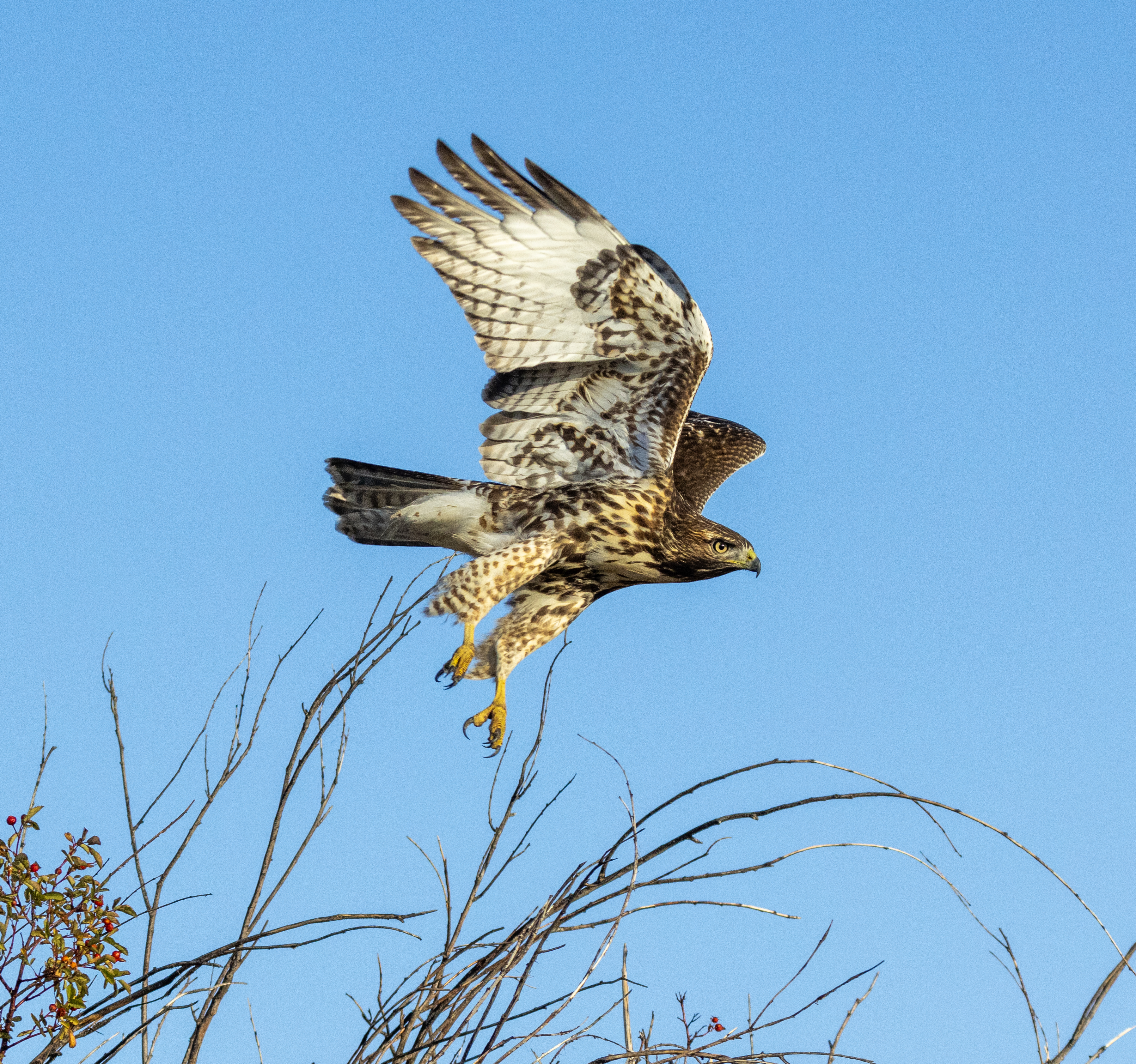 Red-tailed Falcon