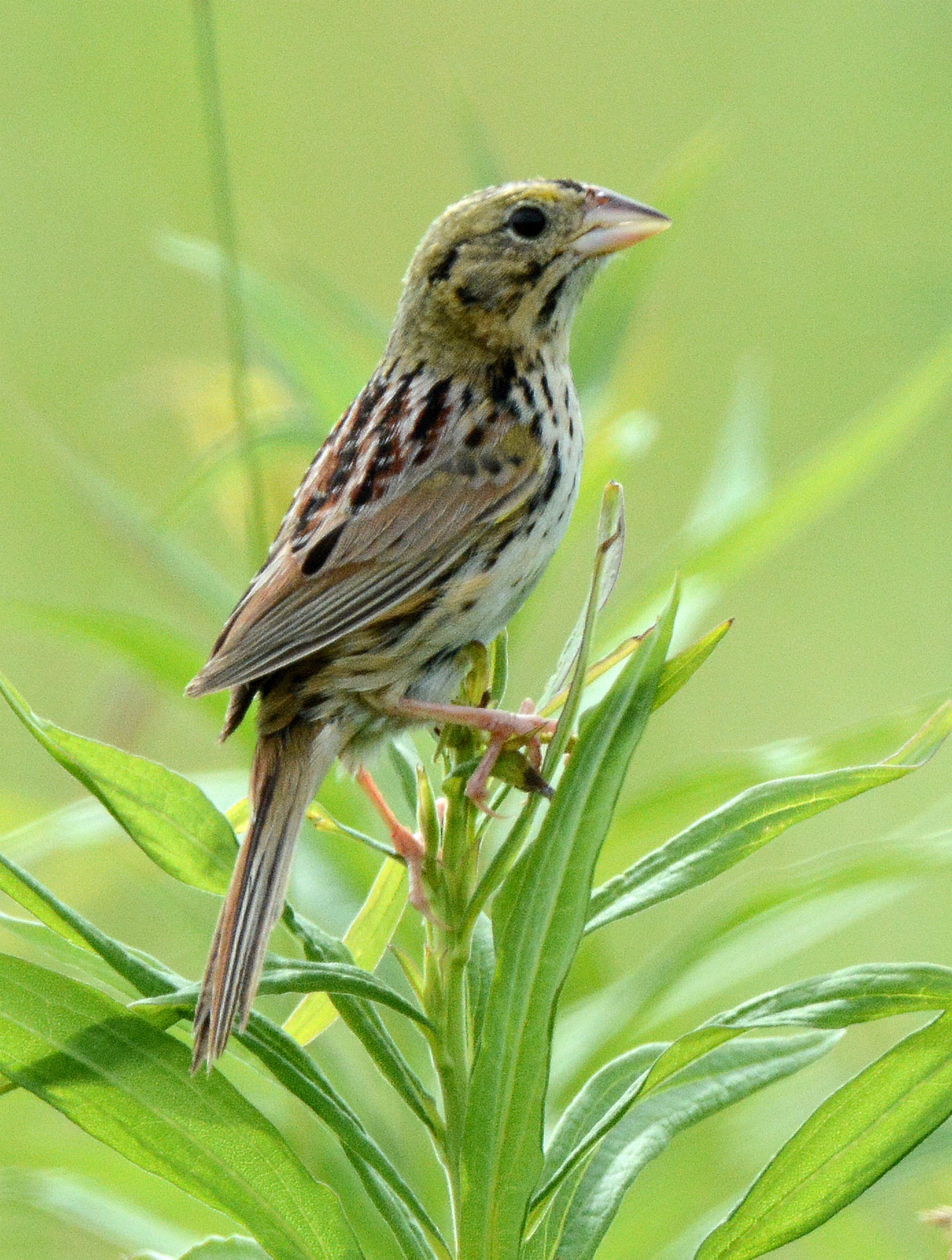 Bird Watcher