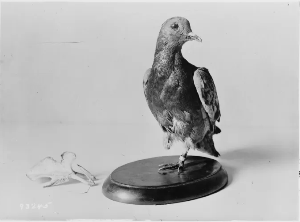 Bird of the Month