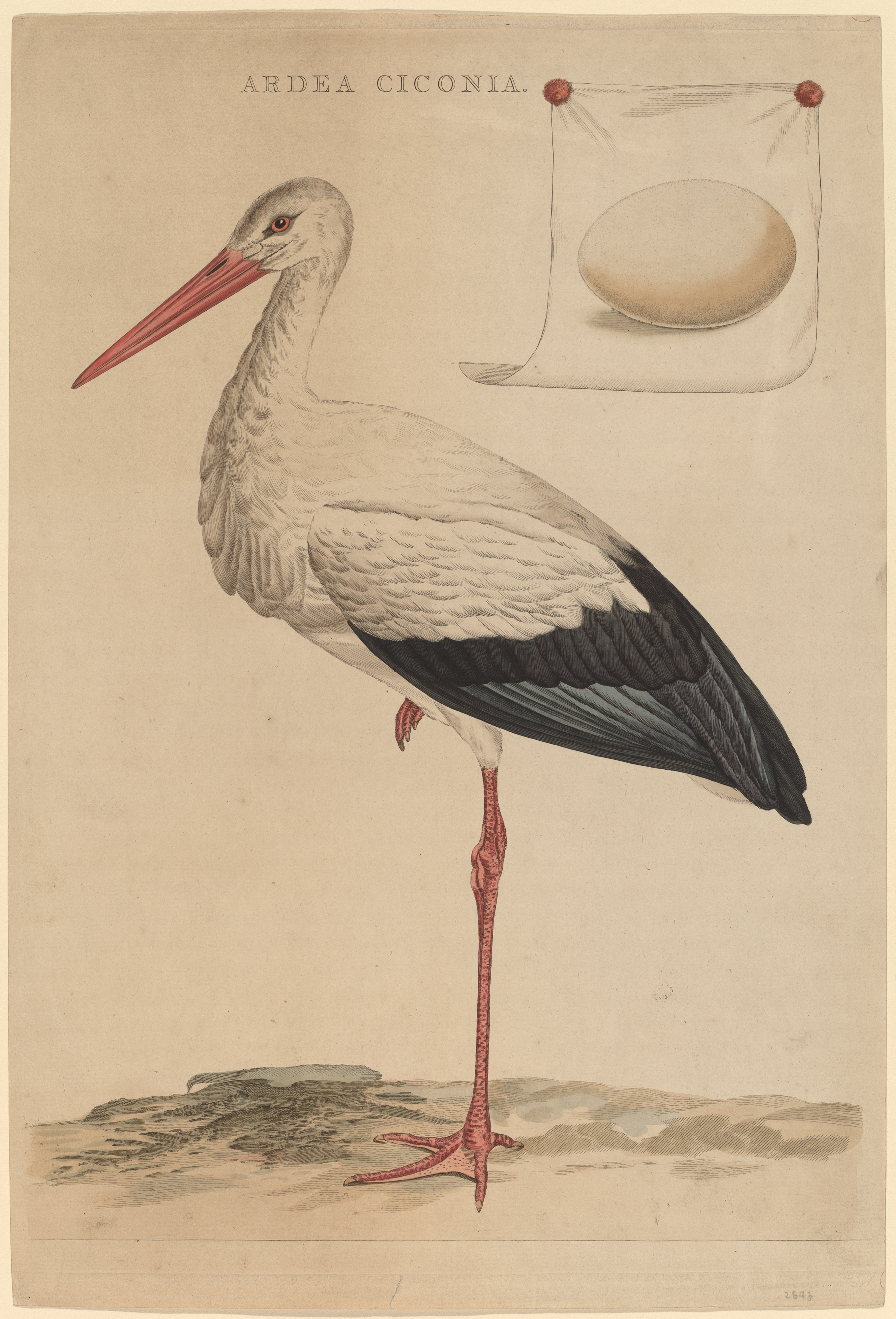 Leda and the Swan