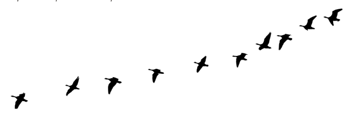 The Pigeon Stories